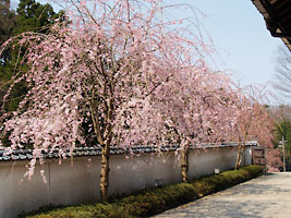 門の桜