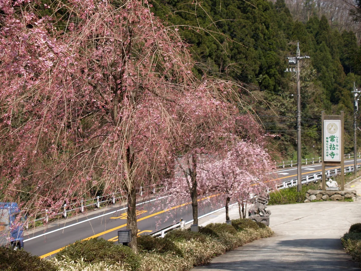 常拈寺の春の風景