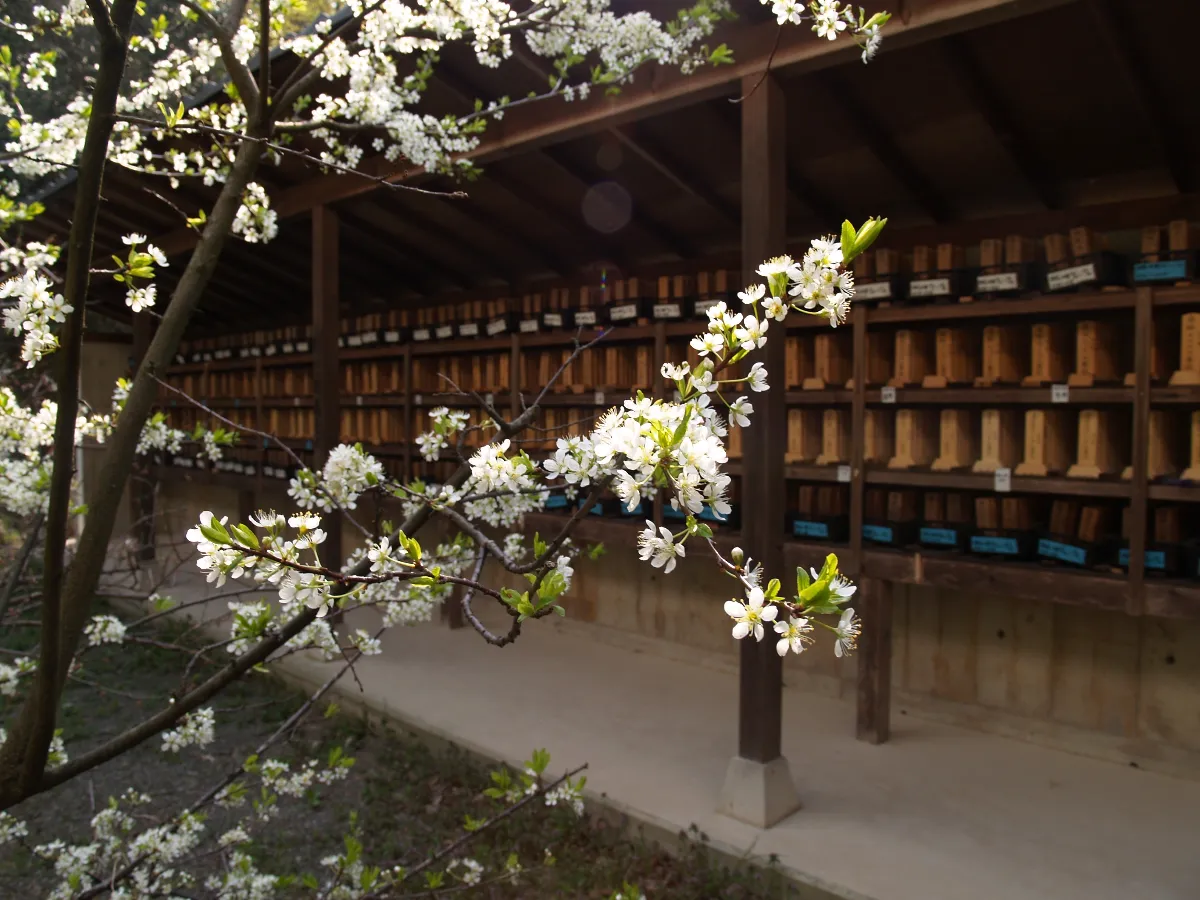常拈寺の施設と桜